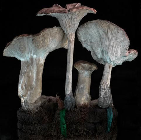 Clitocybe geotropa (back) 2011